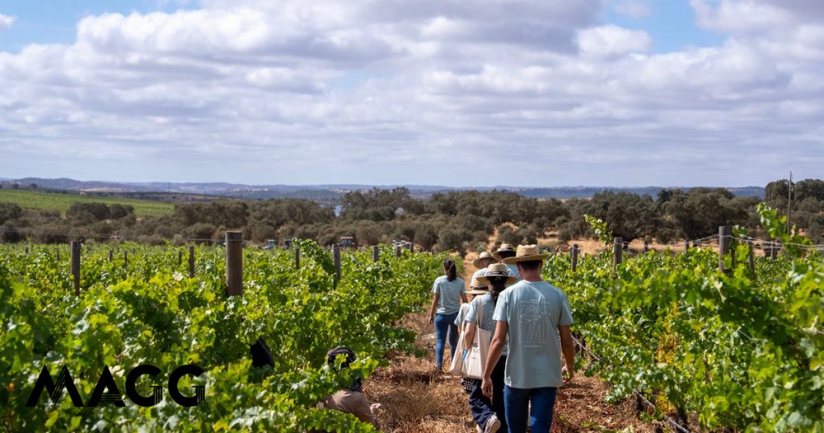 O Esporão quer levá-lo à vindima. Há provas de vinho, pisa a pé e almoços nas herdades