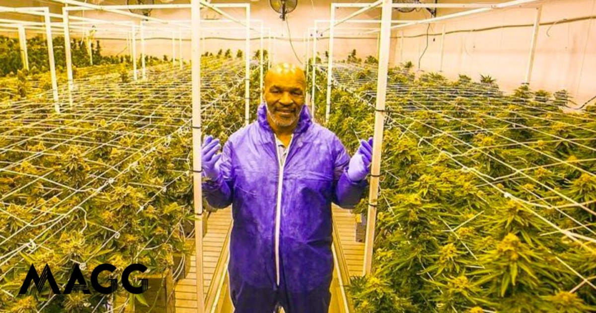 Tyson Ranch. Myke Tyson está a construir um resort dedicado à cannabis ...
